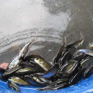Benih Ikan Muraganting