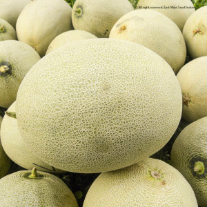 BUAH MELON