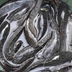 Ikan Lele Segar (Kg)