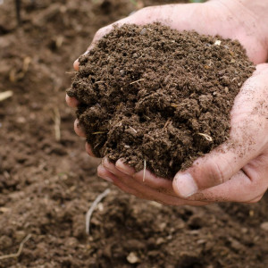 KOHE (Kotoran Hewan) per 25 kg