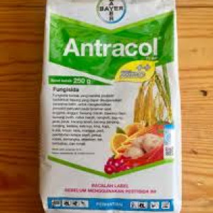 ANTRACOL 0 WP 250 GRAM