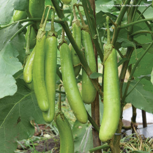 Benih Terong Hijau Hitavi F1