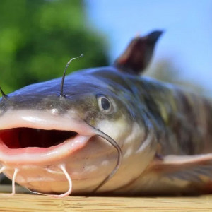 Ikan Lele            .