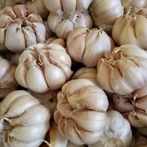 Bawang Putih