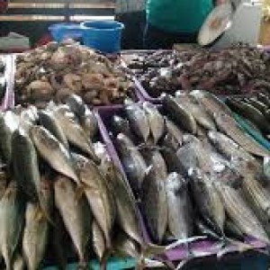 Ikan Laut / Ikan Asin