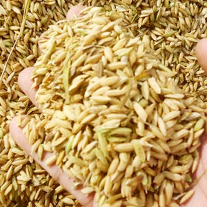 Gabah Kering Giling (GKG)