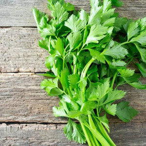 Daun Seledri
