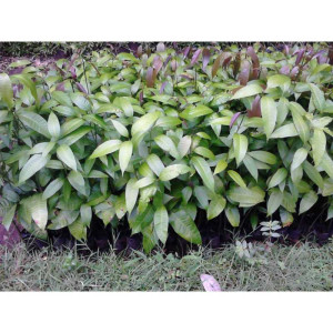 SEEDLING TANAMAN MANGGA