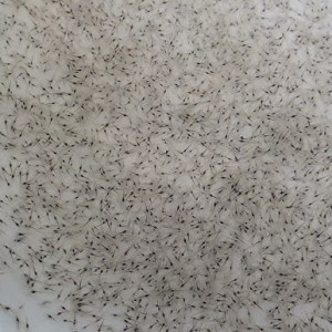 Benih Udang Vannamei