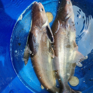 PAKET INDUKAN IKAN PATIN