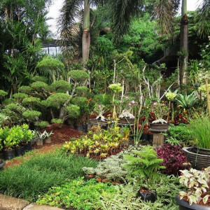 Paket Pemeliharaan Taman dan Tanaman Paket A