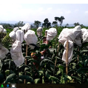 Kerodong Benih Tembakau