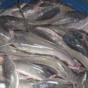 IKAN LELE SEGAR