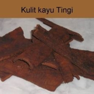 KULIT KAYU TINGGI