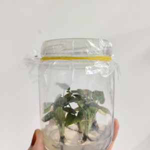 BIBIT AGLONEMA (PLANLET)