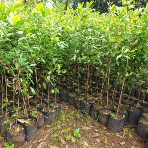 BIBIT CENGKEH SANSIBAR