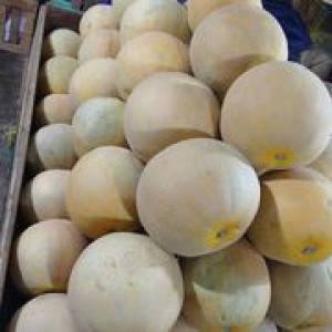 buah melon