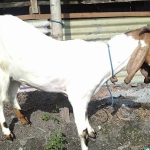 Kambing jawa randu
