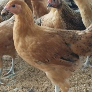 Ayam Maron 1 - Betina