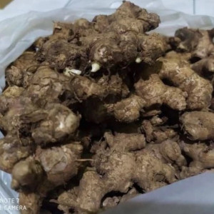Benih Jahe Emprit Tua Kemasan 1 Kg