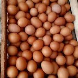 TELUR  1 KG