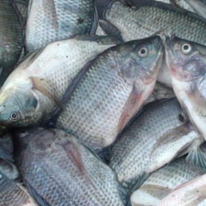 IKAN NILA SEGAR