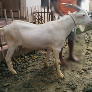 KAMBING JAWA RANDU JANTAN