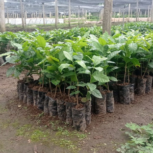 Bibit Kopi Robusta Sambung