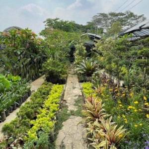 Paket Pemeliharaan Taman dan Tanaman Paket B