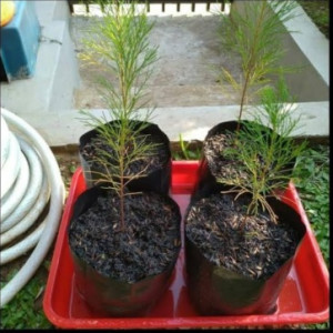 Bibit Cemara Udang - Polybag