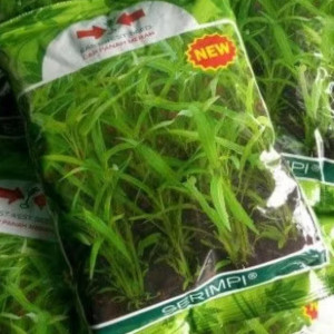 Benih Kangkung Serimpi