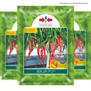Benih Cabai Besar Baja F1