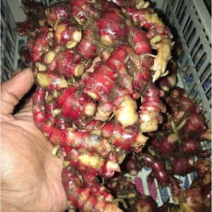 BENIH JAHE MERAH TUA KEMASAN 1 KG