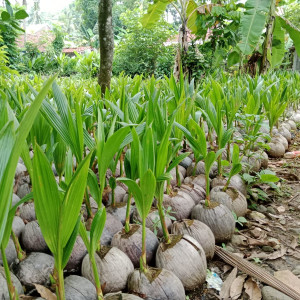 Benih Kelapa Genjah Entog Tanpa Polybag