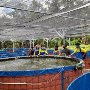 Bahan Pelatihan Pembesaran Catfish