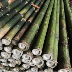 Bambu Petung Ø 8 - Ø 10 = 5 m