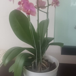 Sewa Bunga Anggrek Bulan Kecil