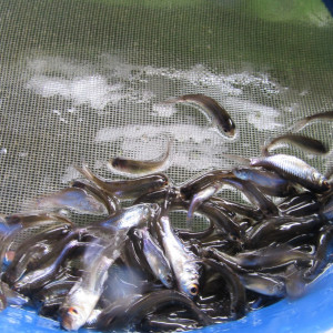 Benih Ikan Baderbang