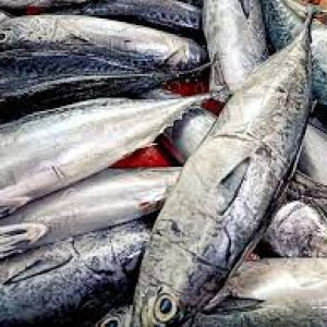 Ikan Tongkol