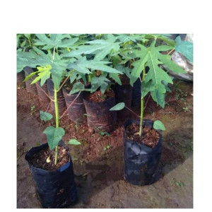 Bibit Pepaya Kalifornia