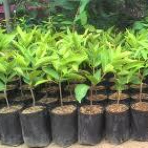 Bibit Jambu Air Citra