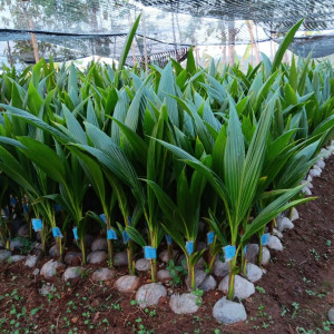 BIBIT KELAPA GENJAH ENTOG TANPA POLYBAG