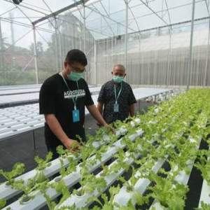 Uji kompetensi kejuruhan pembudidaya sayuran hidroponik