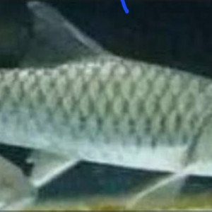 Benih Ikan Sengkaring