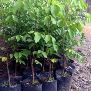 Bibit Belimbing Dewi