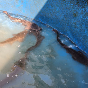 PAKET INDUKAN LELE SANGKURIANG