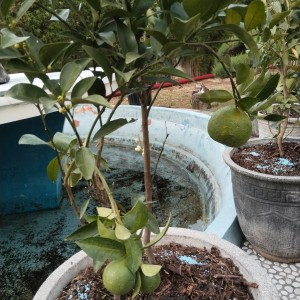 Tanaman Jeruk Sunkist