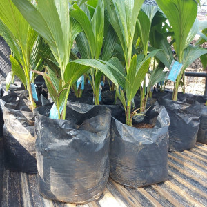 BIBIT KELAPA GENJAH ENTOG DENGAN POLYBAG