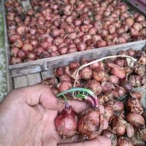 BENIH BAWANG MERAH