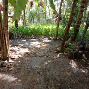 Benih Kelapa Dalam Unggul Tanpa Polybag